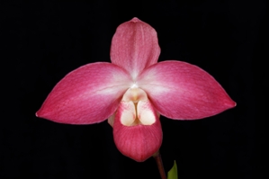 Phragmipedium Suzanne Decker Genevas Clue AM/AOS 85 pts.